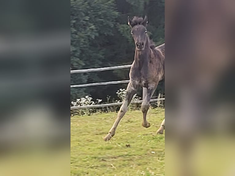 Ägyptischer Araber Stute 1 Jahr Rappe in Stallhofen