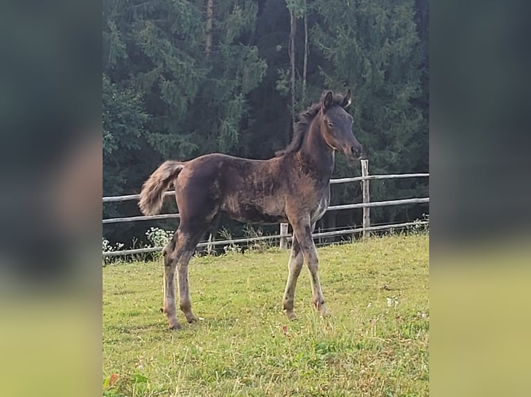 Ägyptischer Araber Stute 1 Jahr Rappe in Stallhofen