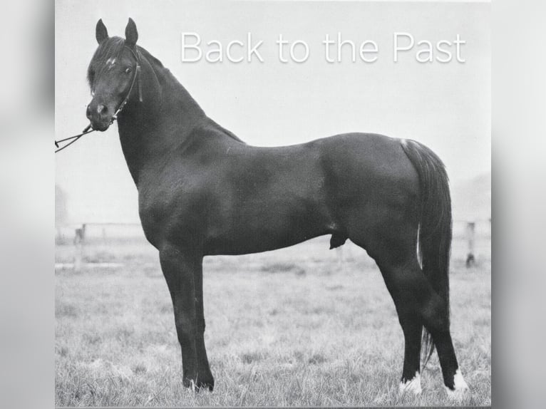 Ägyptischer Araber Stute 21 Jahre 154 cm Dunkelfuchs in Gifhorn