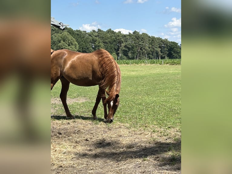 Ägyptischer Araber Stute 21 Jahre 154 cm Dunkelfuchs in Gifhorn