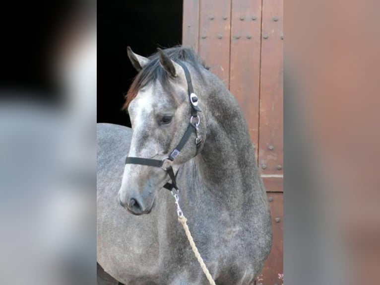 Ägyptischer Araber Mix Stute 25 Jahre 170 cm Brauner in M&#xFC;hlhausen/Th&#xFC;ringen