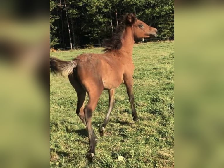 Ägyptischer Araber Stute 2 Jahre 150 cm Rabicano in Haunetal