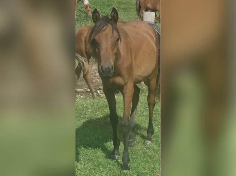 Ägyptischer Araber Stute 2 Jahre 150 cm Rabicano in Haunetal