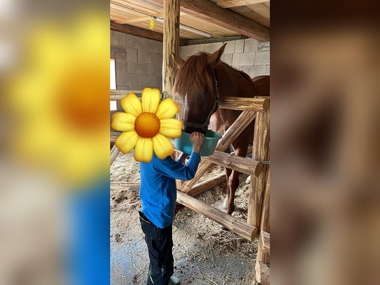 Ägyptischer Araber Mix Stute 2 Jahre 155 cm Fuchs in H&#xFC;ttau