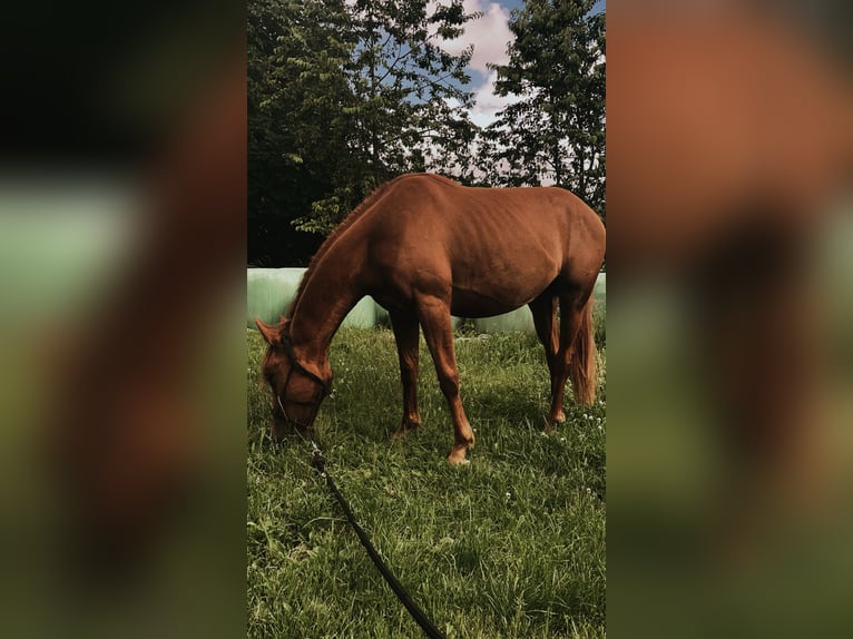 Ägyptischer Araber Mix Stute 2 Jahre 155 cm Fuchs in H&#xFC;ttau