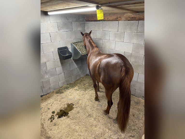 Ägyptischer Araber Mix Stute 2 Jahre 155 cm Fuchs in H&#xFC;ttau