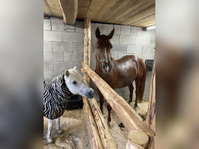 Ägyptischer Araber Mix Stute 2 Jahre 155 cm Fuchs in H&#xFC;ttau