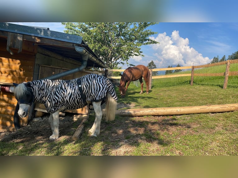Ägyptischer Araber Mix Stute 2 Jahre 155 cm Fuchs in H&#xFC;ttau