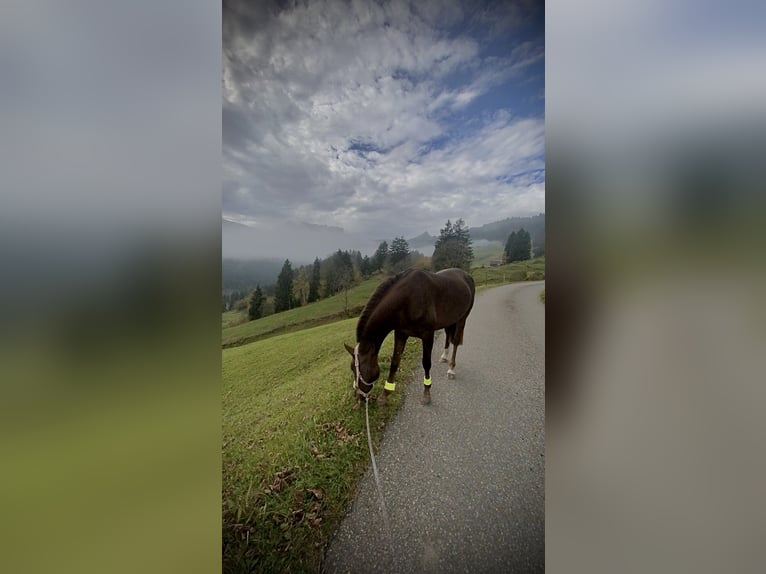 Ägyptischer Araber Mix Stute 4 Jahre 148 cm Dunkelfuchs in Appenzell