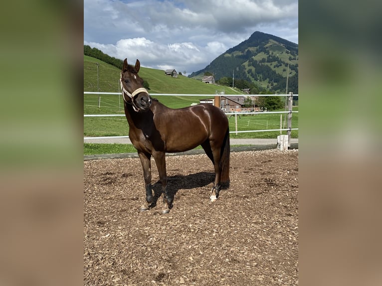 Ägyptischer Araber Mix Stute 4 Jahre 148 cm Dunkelfuchs in Appenzell