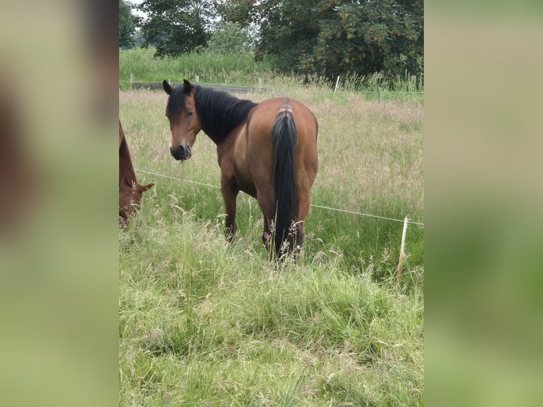 Ägyptischer Araber Stute 4 Jahre 152 cm Schimmel in Engelschoff