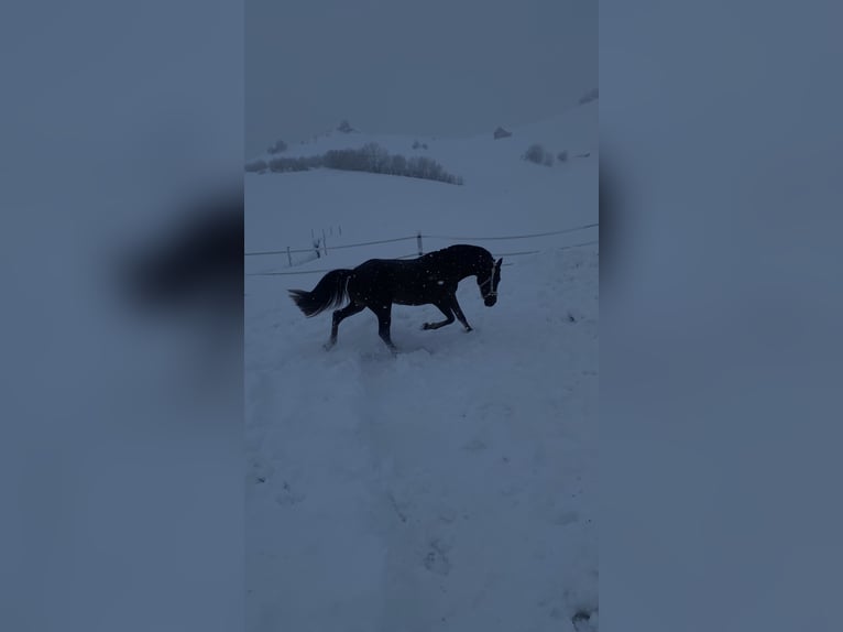 Ägyptischer Araber Mix Stute 5 Jahre 150 cm Dunkelfuchs in Appenzell