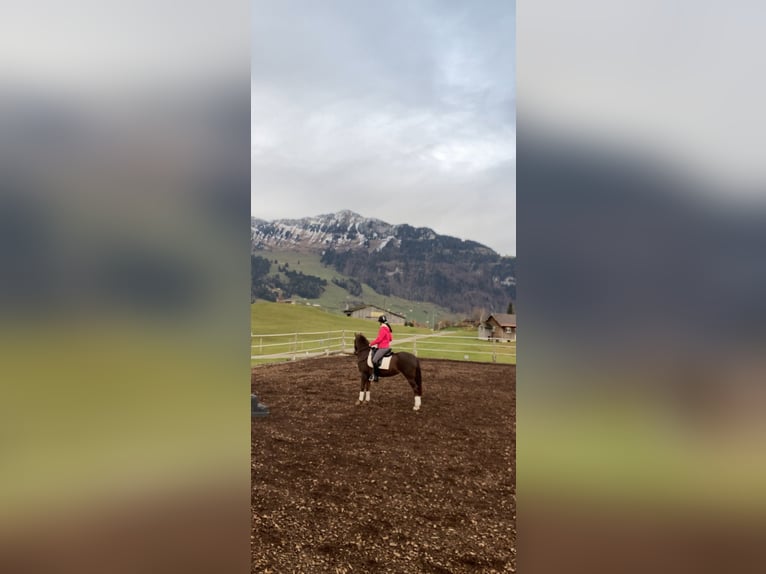 Ägyptischer Araber Mix Stute 5 Jahre 150 cm Dunkelfuchs in Appenzell