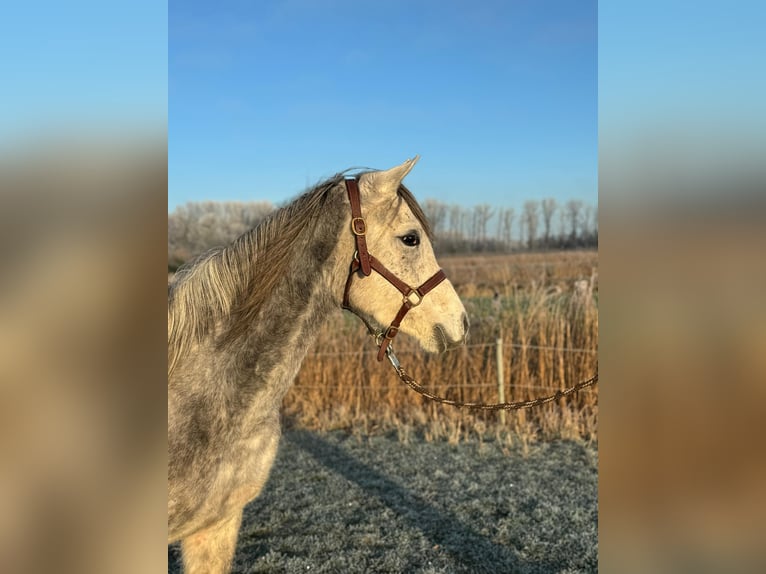 Ägyptischer Araber Stute 5 Jahre 152 cm Fliegenschimmel in Engelschoff