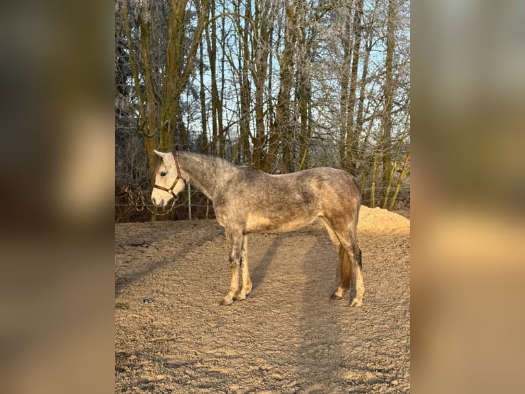 Ägyptischer Araber Stute 5 Jahre 152 cm Fliegenschimmel in Engelschoff