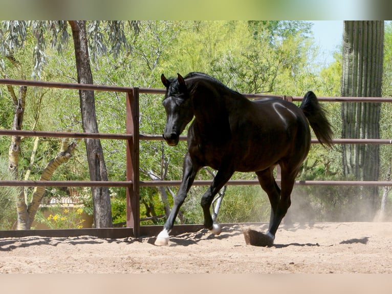 Ägyptischer Araber Stute 5 Jahre 152 cm Rappe in Scottsdale