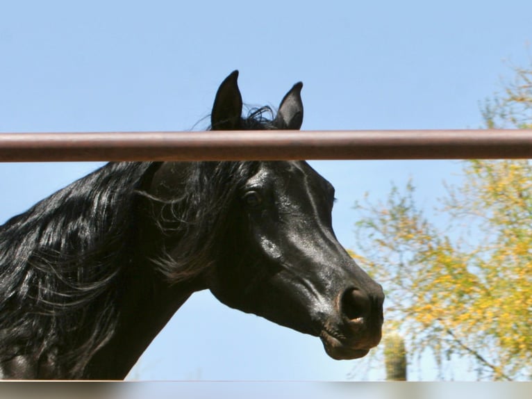 Ägyptischer Araber Stute 5 Jahre 152 cm Rappe in Scottsdale