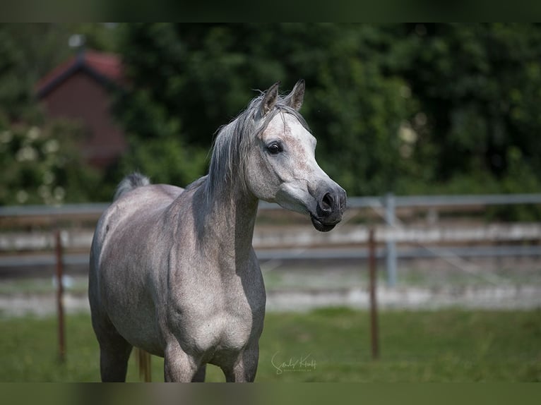 Ägyptischer Araber Stute 5 Jahre 152 cm Schimmel in Blankenhain