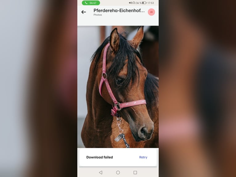 Ägyptischer Araber Stute 5 Jahre 157 cm Brauner in Geestland