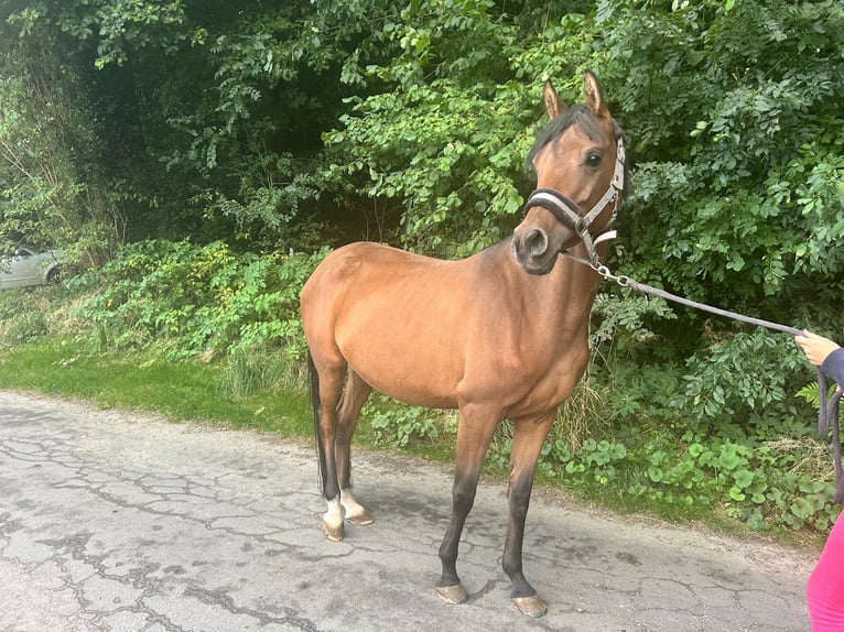 Ägyptischer Araber Stute 5 Jahre 157 cm Brauner in Geestland