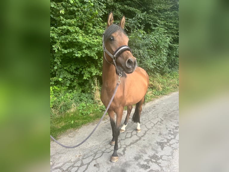 Ägyptischer Araber Stute 5 Jahre 157 cm Brauner in Geestland