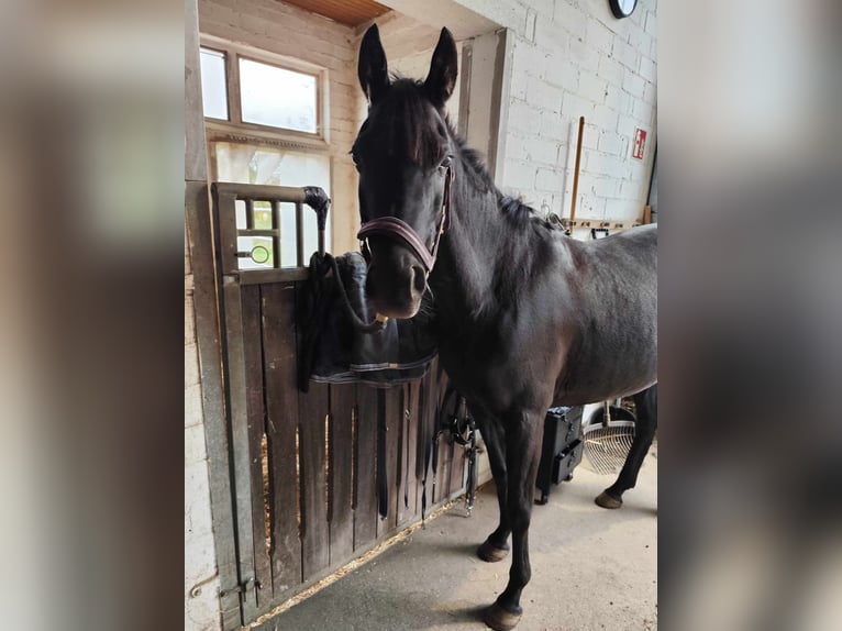 Ägyptischer Araber Stute 6 Jahre 148 cm Rappe in Ansbach