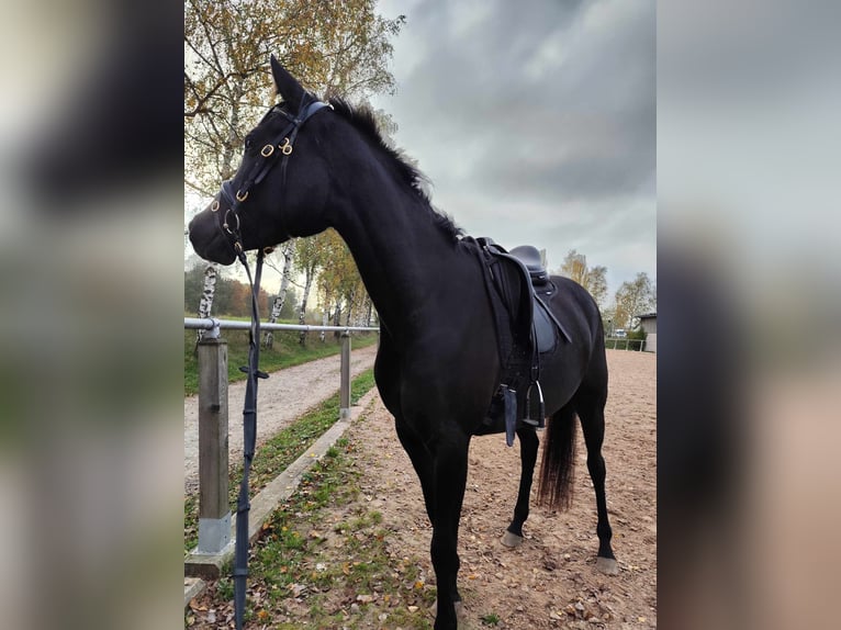 Ägyptischer Araber Stute 6 Jahre 148 cm Rappe in Ansbach