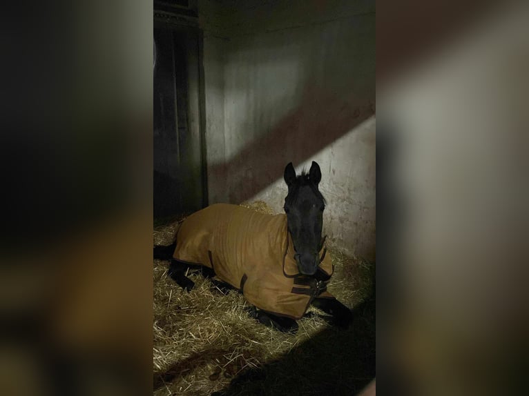 Ägyptischer Araber Stute 6 Jahre 148 cm Rappe in Ansbach