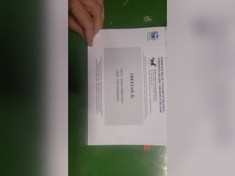 Ägyptischer Araber Stute 6 Jahre 152 cm Schimmel in Geestland