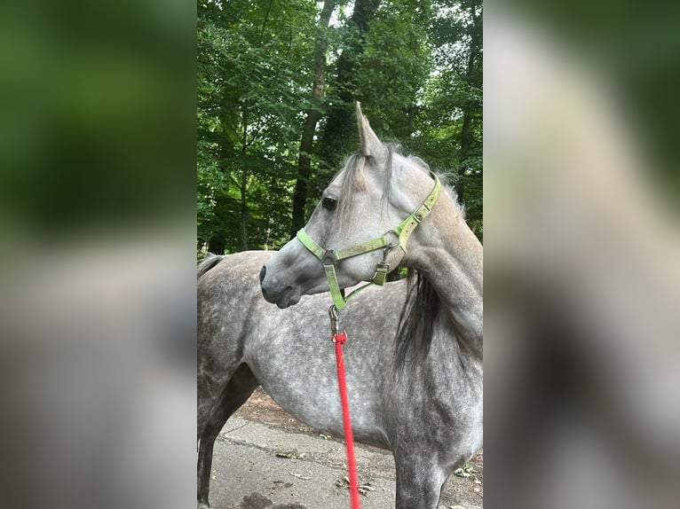 Ägyptischer Araber Stute 6 Jahre 152 cm Schimmel in Geestland