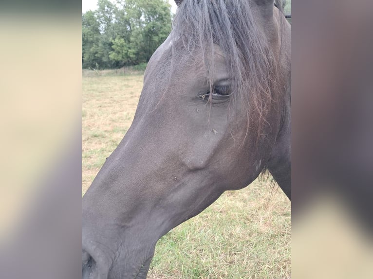 Ägyptischer Araber Stute 6 Jahre 154 cm Rappe in Balingen