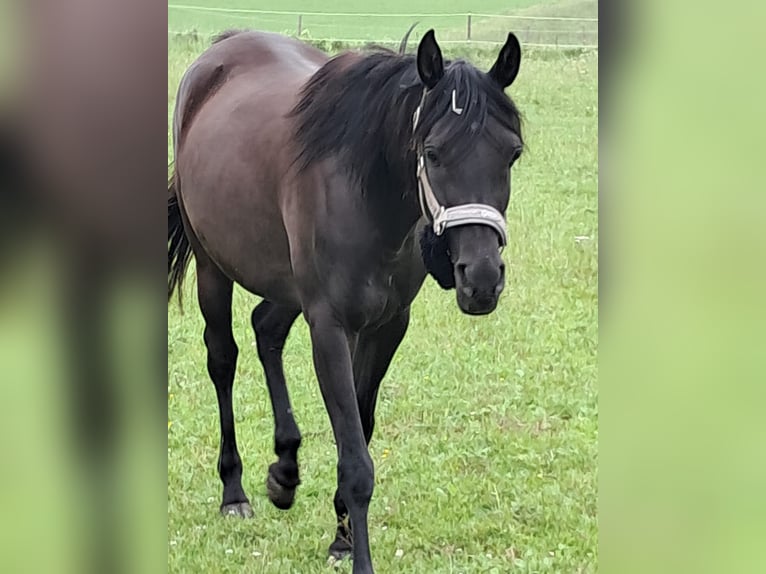 Ägyptischer Araber Stute 6 Jahre 154 cm Rappe in Balingen