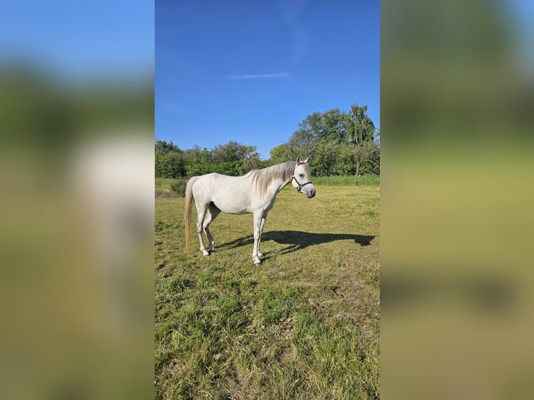 Ägyptischer Araber Stute 6 Jahre Schimmel in Drag&#xF8;r