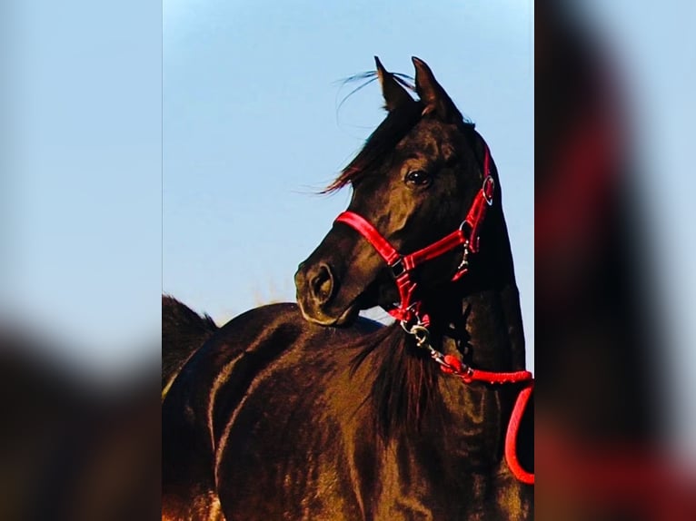 Ägyptischer Araber Stute 7 Jahre 148 cm Rappe in Ansbach