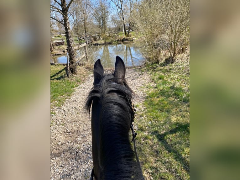 Ägyptischer Araber Stute 7 Jahre 148 cm Rappe in Ansbach