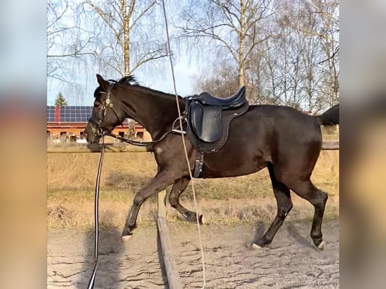 Ägyptischer Araber Stute 7 Jahre 148 cm Rappe in Ansbach