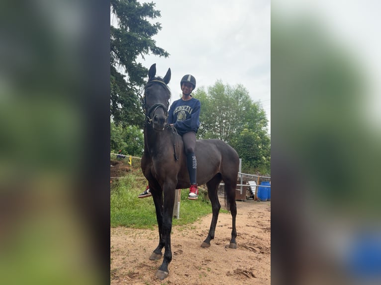 Ägyptischer Araber Stute 7 Jahre 148 cm Rappe in Ansbach