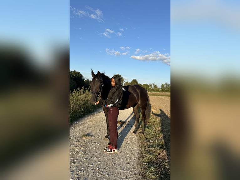 Ägyptischer Araber Stute 7 Jahre 148 cm Rappe in Ansbach