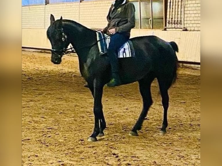 Ägyptischer Araber Stute 7 Jahre 148 cm Rappe in Ansbach