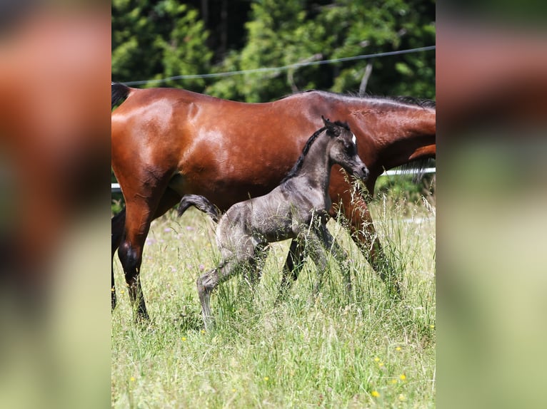 Ägyptischer Araber Stute 7 Jahre 149 cm Rappe in Bad Ischl