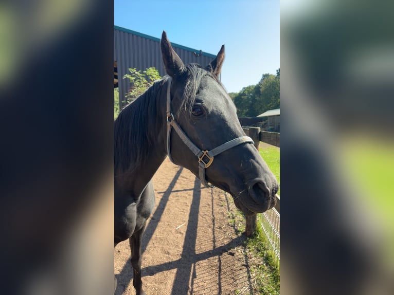 Ägyptischer Araber Stute 8 Jahre 144 cm Rappe in Beinhausen