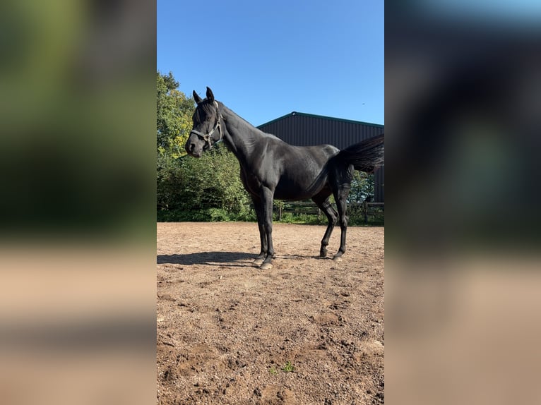 Ägyptischer Araber Stute 8 Jahre 144 cm Rappe in Beinhausen