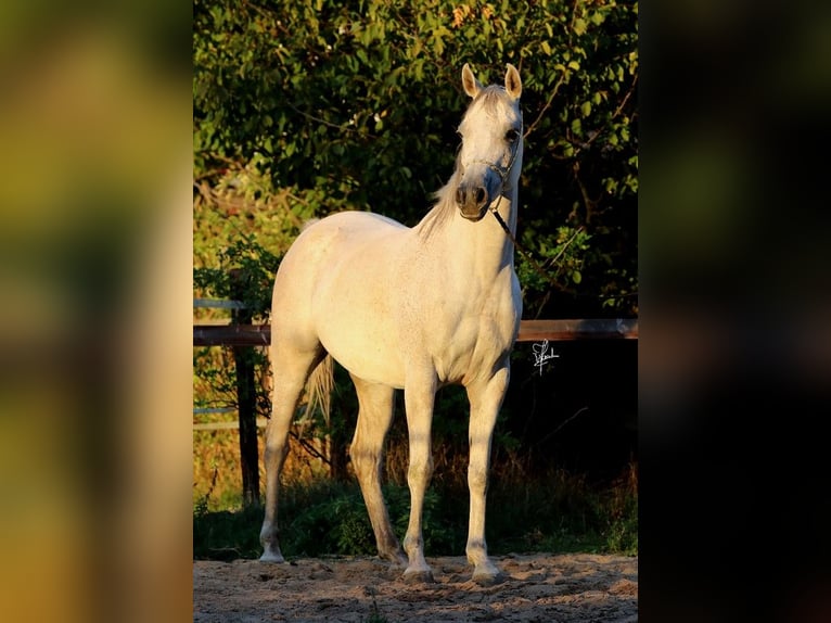 Ägyptischer Araber Stute 8 Jahre 151 cm Schimmel in Erftstadt