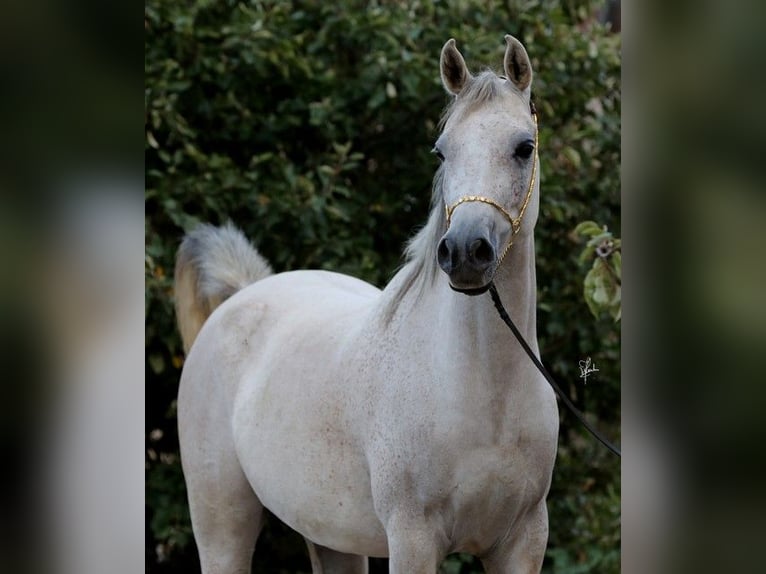 Ägyptischer Araber Stute 8 Jahre 151 cm Schimmel in Erftstadt