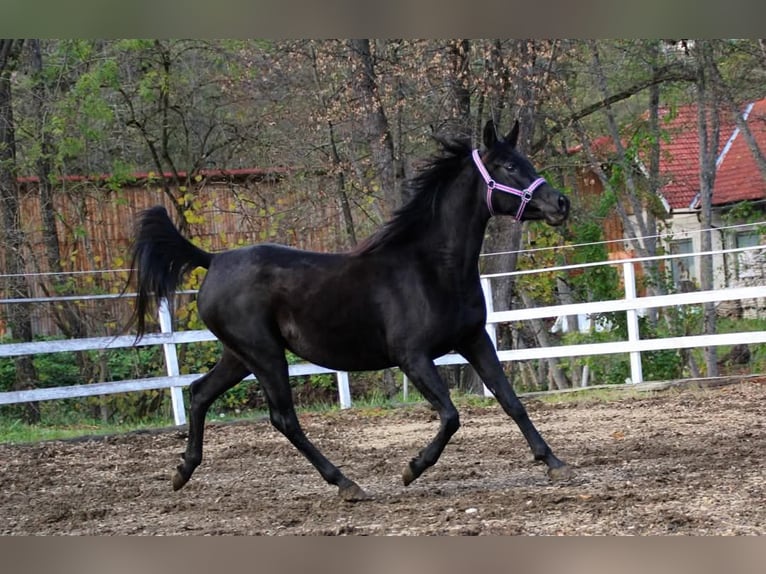 Ägyptischer Araber Stute 8 Jahre 155 cm Rappe in Plaschischen