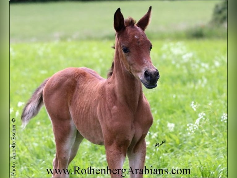 Ägyptischer Araber Stute Fohlen (05/2024) 153 cm Brauner in Monheim