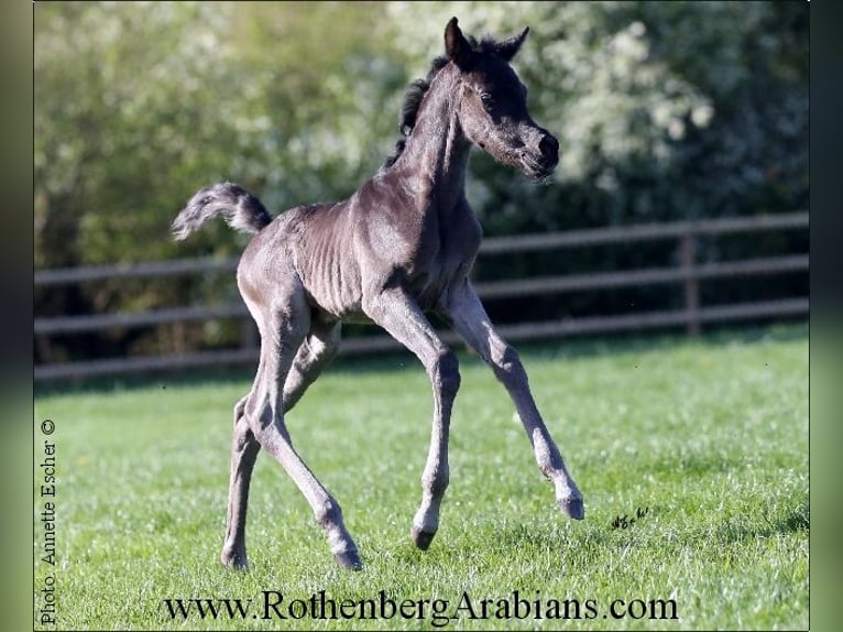 Ägyptischer Araber Stute Fohlen (04/2024) 153 cm Rappe in Monheim