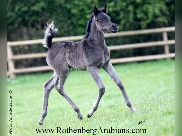 Ägyptischer Araber Stute Fohlen (04/2024) 153 cm Rappe in Monheim