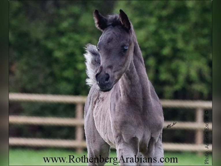 Ägyptischer Araber Stute Fohlen (04/2024) 153 cm Rappe in Monheim