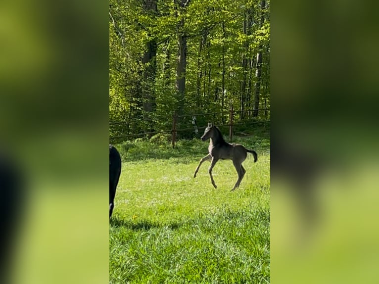 Ägyptischer Araber Stute  154 cm Rappe in Röhrnbach